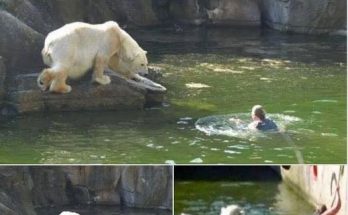 A 32-year-old woman was attacked by a polar bear after she jumped into their enclosure at the Berlin Zoo.