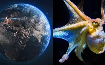 Scientist predicts octopuses would takeover the world if humans died out