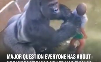 Major question everyone has about why Harambe was killed has finally been explained