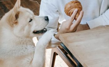 Dog Goes to Closed Store Daily then Leaves, One Evening Poor Boy Notices and Follows It — Story of the Day